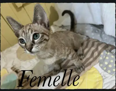 ❤️Magnifiques chatons Siamois-Tonkinois prêt pour adoption❤️, View more