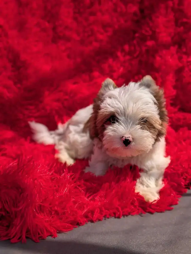 Blue eyed Yorkie in Dogs & Puppies for Rehoming in Oshawa / Durham Region - Image 3