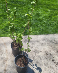 Black currant bush