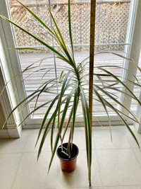 Dracaena marginata (dragon tree) house plant