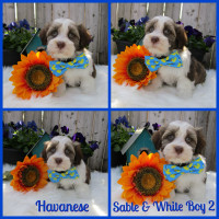 Gorgeous Havanese and Havapoo Puppies Looking for Love!