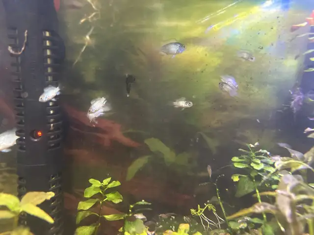 electric blue acara juveniles in Fish for Rehoming in Brantford - Image 4