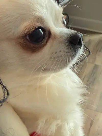 Chihuahua, View more