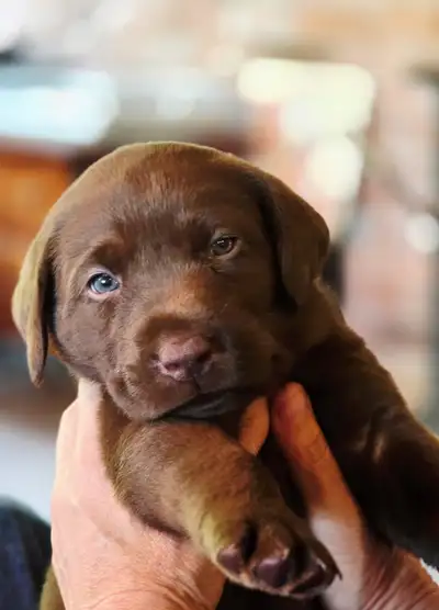 Labrador Retrievers for Sale, View more