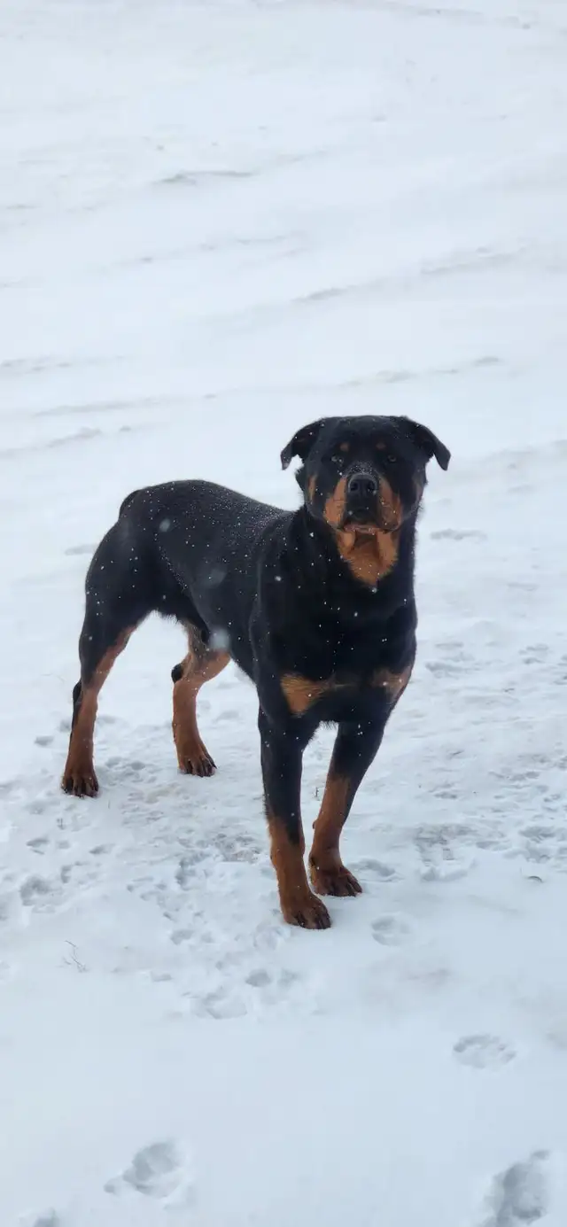 Adorable Rottweiler puppy in Dogs & Puppies for Rehoming in Winnipeg - Image 10