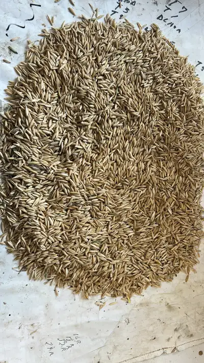 Oats grain, View more