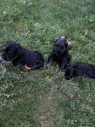 Miniature Schnauzer Puppies, View more