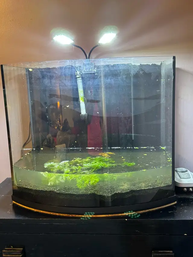 26gallon  in Fish for Rehoming in Moncton - Image 3