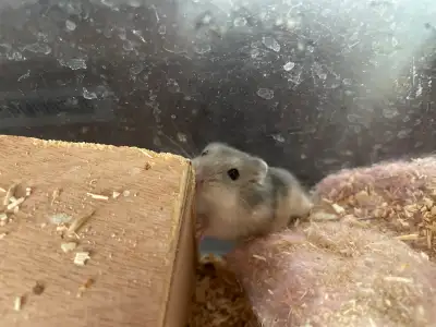 Baby dwarf hamsters for new home, really cute and very healthy(there’s two of them) $10 each. I can...