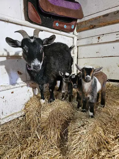 *edit - pulled the doeling to bottle feed her, Scribbles and 2 bucklings now come together* 4 year o...