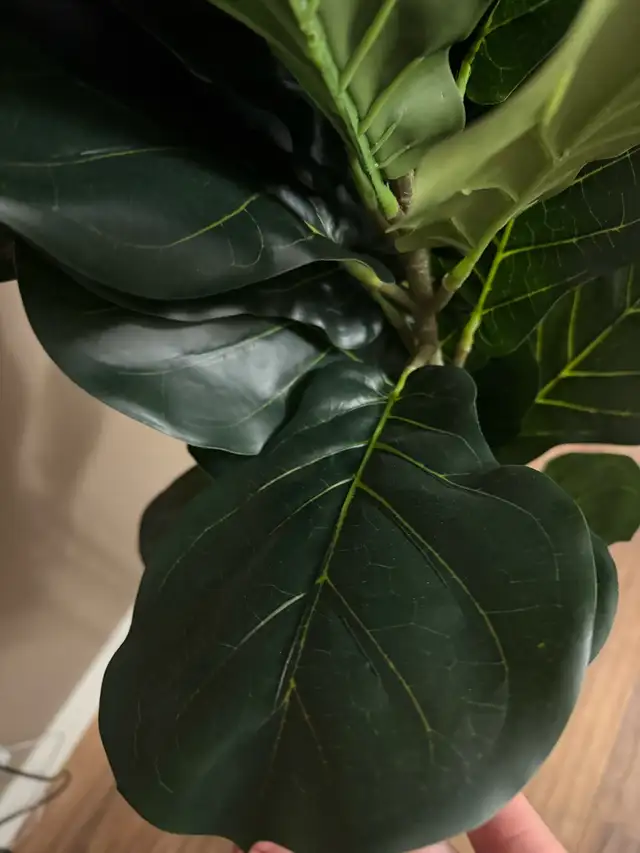 Huge 6.5ft (2m) Realistic Artificial Fiddle Leaf Fig Tree in Home Décor & Accents in Calgary - Image 3