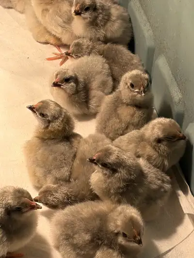 Lavender Orpington chicks, View more