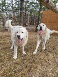1 yr old, Female Great Pyrenees/ Great Danes. Must go together.