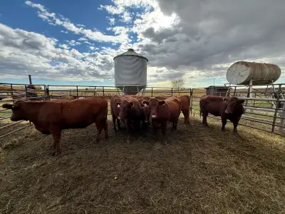 Nice little group of 5 sim/angus heifers for sale. Located near Islay, Ab Turns out I only took vide...