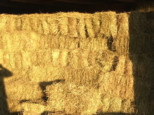 hay bales small squares | Livestock | Hamilton | Free local classifieds ...