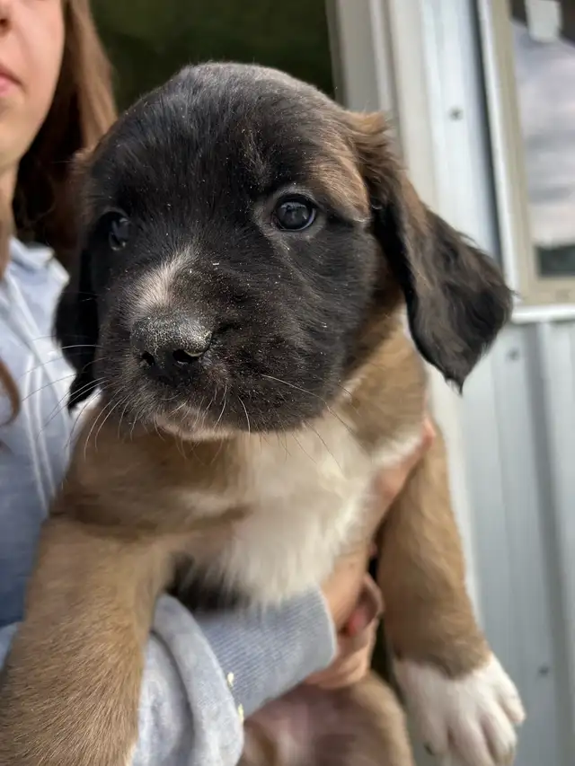 St.Bernard/Mastiff X Puppies for Sale in Dogs & Puppies for Rehoming in Edmonton - Image 5