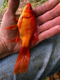 Pond Gold Fish