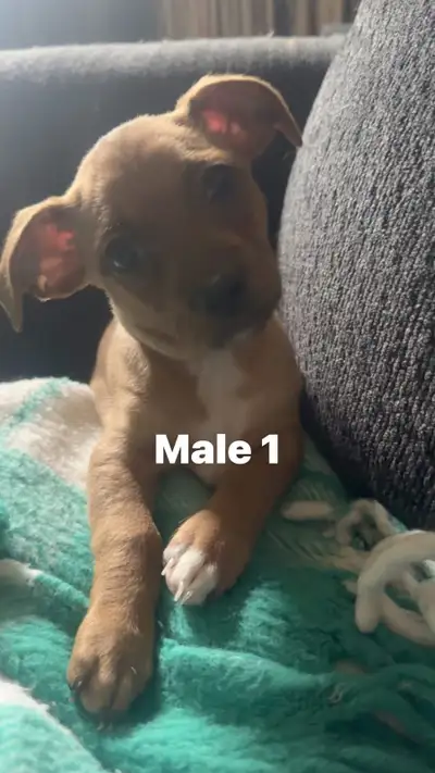 Puppies for sale-Ready to go, View more