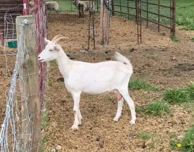 Milk goats, View more