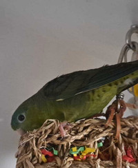 Green female linnie (lineolated parakeet)