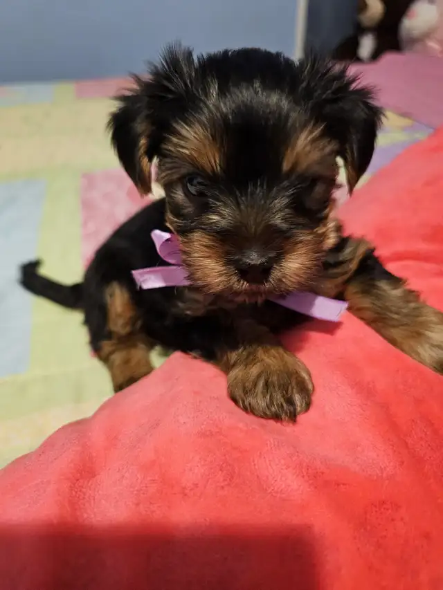 Yorkshire Terrier  puppies in Dogs & Puppies for Rehoming in City of Toronto - Image 3