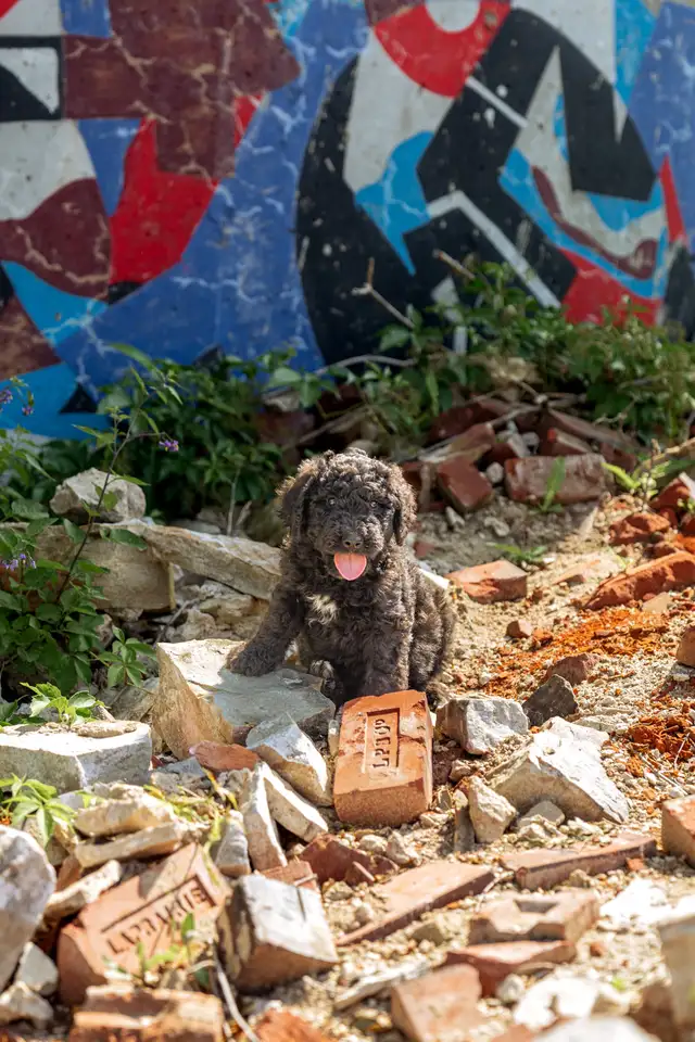 Bernedoodles standards in Dogs & Puppies for Rehoming in West Island - Image 3