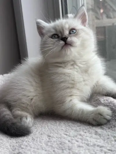 British Shorthair Kitten, View more