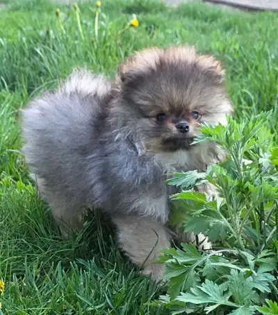 pomeranian puppies Boys, View more