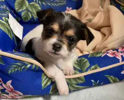 Malchi Puppies, View more