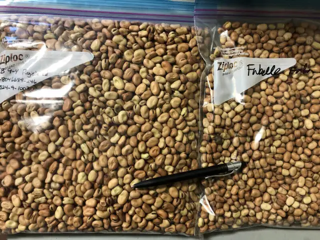 Fabelle faba bean seed - certified in Other in Medicine Hat - Image 2