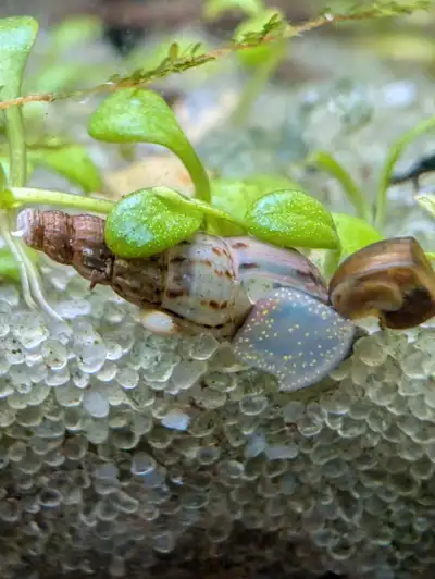 Malaysian Trumpet Snails Description: I have healthy Malaysian Trumpet Snails available for sale, pe...