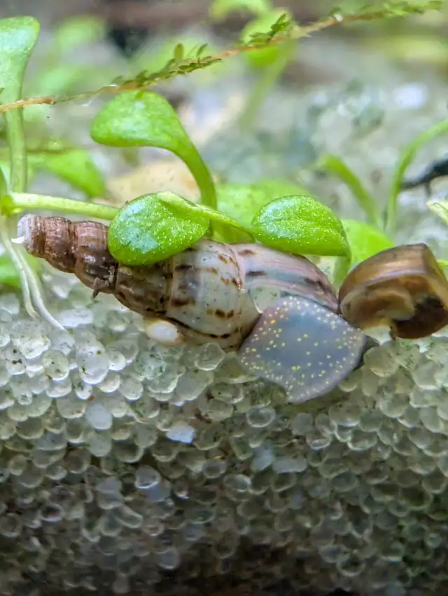 Malaysian Trumpet Snails in Fish for Rehoming in Brantford - Image 2