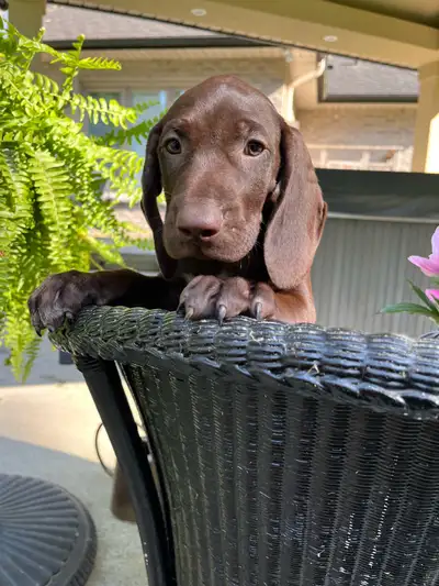 Puppies (German short hair pointers), View more