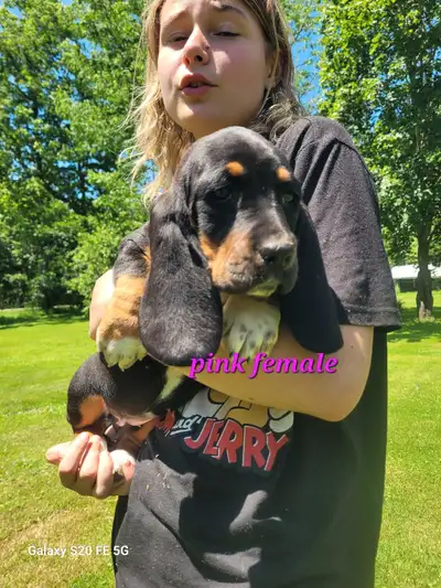 Basset Hound puppies, View more