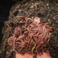 Red wigglers Vermicompost | Lombricompostage