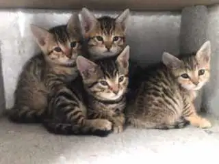 Savannah Bengal Kittens in Cats & Kittens for Rehoming in City of Montréal - Image 7