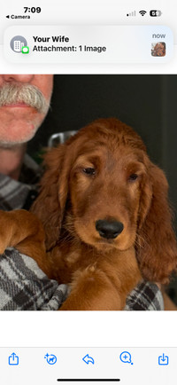 Irish Setter Puppy(Purebred, registered) available
