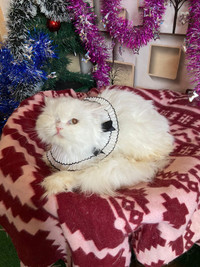 Pending adoption-1 Eye Persian White Cat rescue for adoption