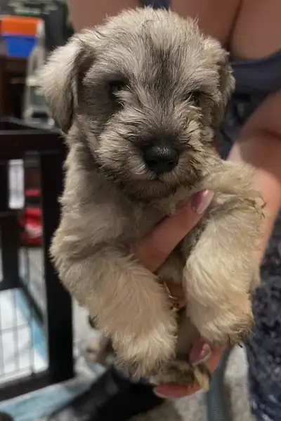 miniature schnauzers, View more