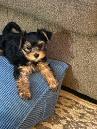 All sold , Purebred, Doll face, Yorkshire Terriers