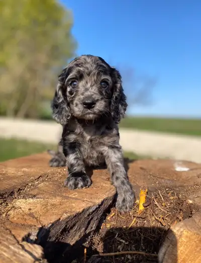 Please reach us by call or message at +1 (519) 261-0199 Mom is a sweet mini Cockapoo (on site) and d...
