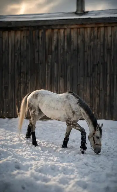 Thoroughbred à vendre, View more