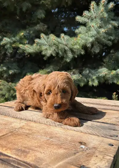 We have 4 adorable goldendoodle f1bb puppies One Male and 3 Females Born March 23 Ready to go May 20...
