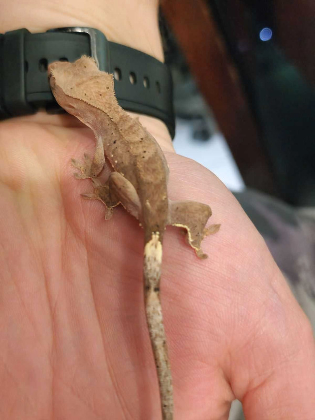 Crested gecko in Reptiles & Amphibians for Rehoming in Delta/Surrey/Langley