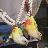 Dilute Green Cheek Conure Breeding Pair