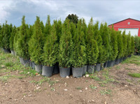 EMERALD CEDAR SPRING SALE