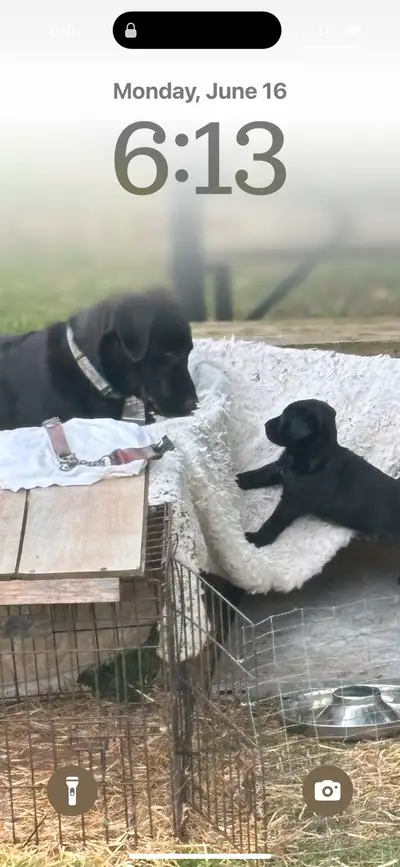 Labrador retrievers - Ready To Go, View more