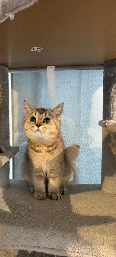 beautiful British shorthair golden shaded, View more
