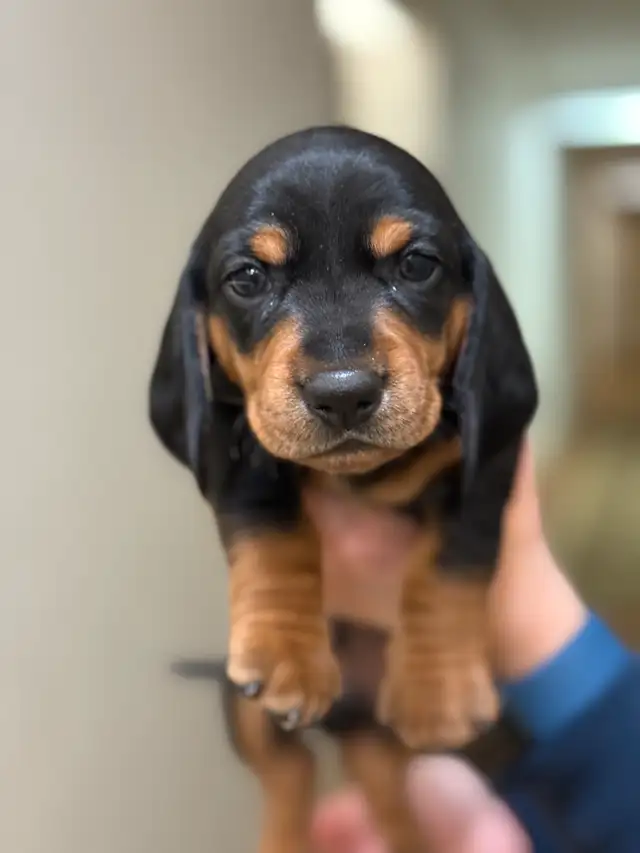 ONLY 3 LEFT!!!!! Mini Dachshund Puppies Available in Dogs & Puppies for Rehoming in City of Toronto - Image 7