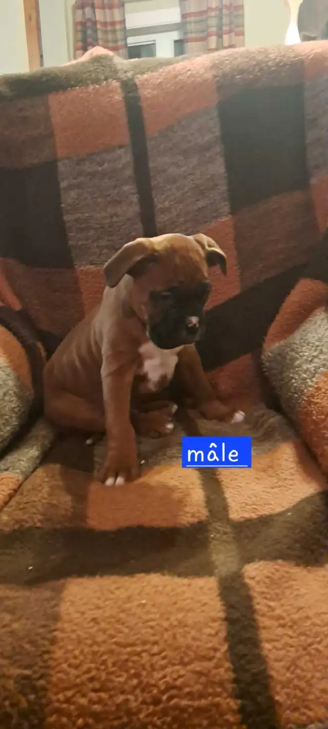 Chiot boxer in Dogs & Puppies for Rehoming in St-Georges-de-Beauce - Image 6